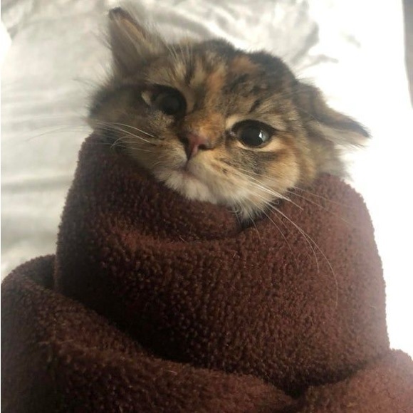 Meet your Posher, Gray - Picture 1 of 1